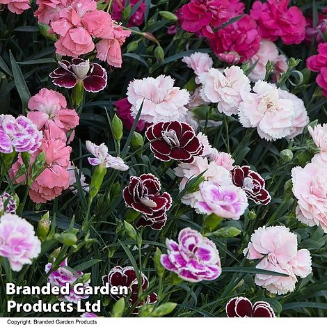 Dianthus 'Garden Pleasures Collection' 7 Dianthus 'Garden Pleasures Collection' - Image 5
