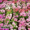 Dianthus Deltoides 'Maiden Pink' 2 Dianthus Deltoides 'Maiden Pink' -Garden Glory Sales DIAN MICROCHIP L29884