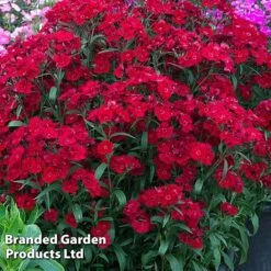 Best Value Perennial Collection -Garden Glory Sales DIAN ROCKINRED S36483202