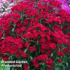 Perennial Collection -Garden Glory Sales DIAN ROCKINRED S454691