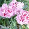 Dianthus Starburst -Garden Glory Sales DIAN STARBURST1