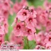 Diascia Personata 'Hopleys' -Garden Glory Sales DIAS WKC7169 B