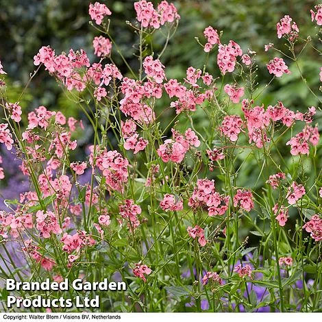 Diascia Personata 'Hopleys' 6 Diascia Personata 'Hopleys' - Image 4