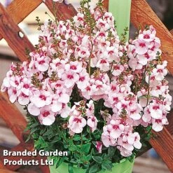 Diascia 'Divara Collection' -Garden Glory Sales DIAS DIVBLUSH S45555