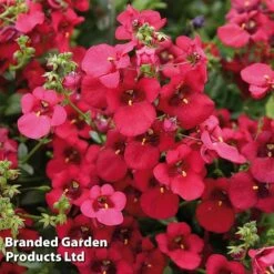 Diascia 'Divara Collection' -Garden Glory Sales DIAS DIVDEEPRE S45558