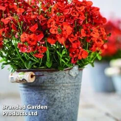 Diascia 'Divara Collection' -Garden Glory Sales DIAS DIVORANGE S45559