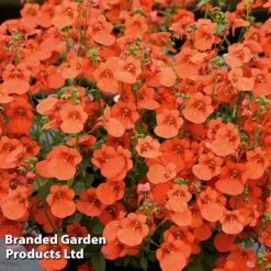 Diascia 'Divara Collection' -Garden Glory Sales DIAS DIVORANGE S45560