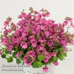 Diascia 'Divara Collection' -Garden Glory Sales DIAS DIVPINK S45561