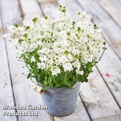 Diascia 'Divara Collection' -Garden Glory Sales DIAS DIVWHITE S45556