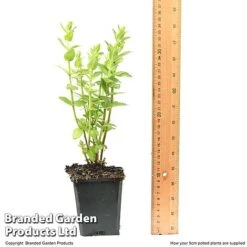 Diascia Personata 'Hopleys' 13 Diascia Personata 'Hopleys' -Garden Glory Sales DIAS HOPLEY9CM T49943