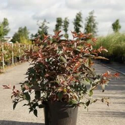 Diervilla Splendens 'Diva' -Garden Glory Sales DIER DIVA S45435 NOW