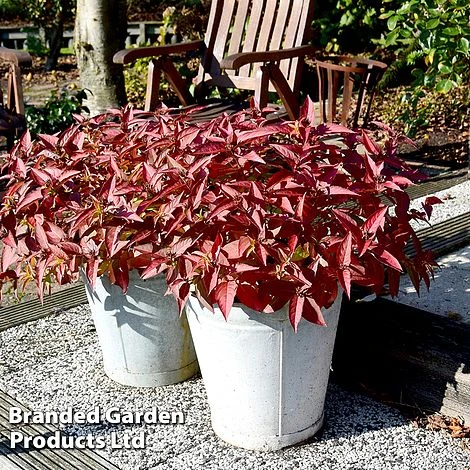 Diervilla Rivularis 'Honeybee' 4 Diervilla Rivularis 'Honeybee' - Image 2