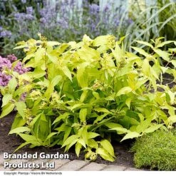 Diervilla Rivularis 'Honeybee' 7 Diervilla Rivularis 'Honeybee' -Garden Glory Sales DIER HONEYBEE H61937