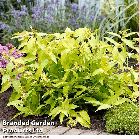 Diervilla Rivularis 'Honeybee' 5 Diervilla Rivularis 'Honeybee' - Image 3