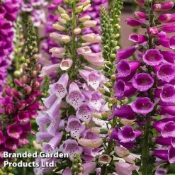 Best Value Perennial Collection -Garden Glory Sales DIGI DALMATMIX L29068202