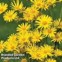 Best Value Perennial Collection -Garden Glory Sales DORO LITTLELEO L11115202