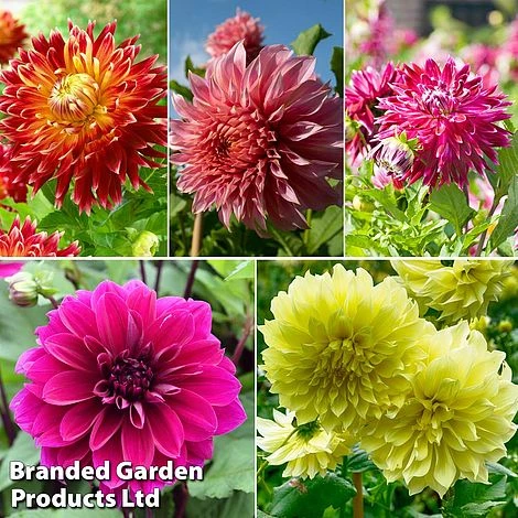Dahlia 'Dark Diamond Mix' 3 Dahlia 'Dark Diamond Mix'