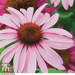 Bare Root Perennial Collection -Garden Glory Sales ECHI 10499 A1