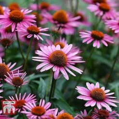 Everlasting Perennial Collection -Garden Glory Sales ECHI 10499 B1