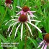 Echinacea Pallida -Garden Glory Sales ECHI KA5190 A