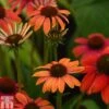 Echinacea 'Cheyenne Spirit' -Garden Glory Sales ECHI T82204 A