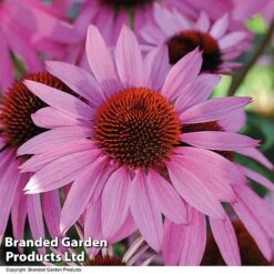 Best Value Perennial Collection -Garden Glory Sales ECHI NECTARPIN T01855202