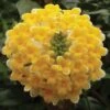 Edgeworthia Chrysantha 1 Edgeworthia Chrysantha -Garden Glory Sales EDGE T58140 A h