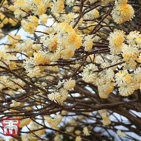Edgeworthia Chrysantha 4 Edgeworthia Chrysantha - Image 2