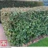 Elaeagnus Ebbingei -Garden Glory Sales ELAE T58186 B