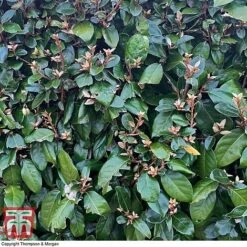 Elaeagnus Ebbingei 10 Elaeagnus Ebbingei -Garden Glory Sales ELAE T58186 C