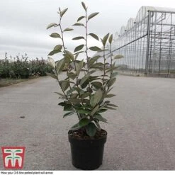 Elaeagnus Ebbingei 11 Elaeagnus Ebbingei -Garden Glory Sales ELAE T58186 D