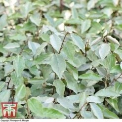 Elaeagnus Ebbingei 12 Elaeagnus Ebbingei -Garden Glory Sales ELAE T58186 D1