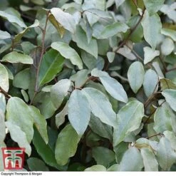 Elaeagnus Ebbingei 13 Elaeagnus Ebbingei -Garden Glory Sales ELAE T58186 E