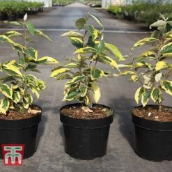 Elaeagnus X Submacrophylla 'Gilt Edge' -Garden Glory Sales ELAE TKA3114 A