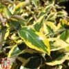 Elaeagnus X Submacrophylla 'Gilt Edge' -Garden Glory Sales ELAE TKA3114 B