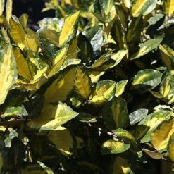 Elaeagnus Pungens 'Maculata' -Garden Glory Sales ELAE MACULATA S45440 NOW