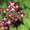 Epimedium 'Rubrum' -Garden Glory Sales EPIM TKA6655 A