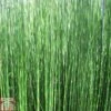 Equisetum Hyemale (Marginal Aquatic) 2 Equisetum Hyemale (Marginal Aquatic) -Garden Glory Sales EQUI T78150 A h