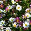 Erigeron Karvinskianus -Garden Glory Sales ERIG 64108 A