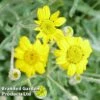 Eriophyllum Lanatum -Garden Glory Sales ERIO 64114 A1