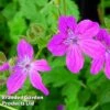 Erodium Manescavii -Garden Glory Sales EROD 64116 A