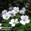 Erodium Reichardii 'White' 2 Erodium Reichardii 'White' -Garden Glory Sales EROD 64120 A