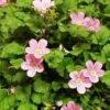 Erodium × Variabile 'Roseum' 1 Erodium × Variabile 'Roseum' -Garden Glory Sales EROD T64118 A h