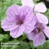 Erodium 'Spanish Eyes' -Garden Glory Sales ERODIUM SPANISHEYES