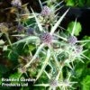 Eryngium Variifolium Miss Marbel -Garden Glory Sales ERYN 64126 A