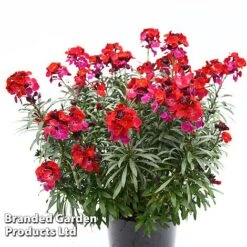 Erysimum 'Colour Vibe Red' 15 Erysimum 'Colour Vibe Red' -Garden Glory Sales ERYS COLOURVIB H49882