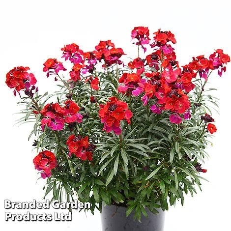 Erysimum 'Colour Vibe Red' 9 Erysimum 'Colour Vibe Red' - Image 7