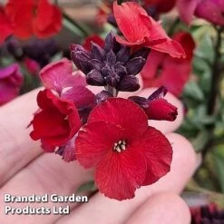 Erysimum 'Colour Vibe Red' 11 Erysimum 'Colour Vibe Red' -Garden Glory Sales ERYS COLOURVIB H49883