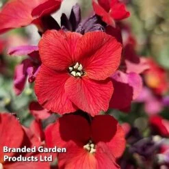 Erysimum 'Colour Vibe Red' 12 Erysimum 'Colour Vibe Red' -Garden Glory Sales ERYS COLOURVIB H49884