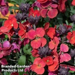 Erysimum 'Colour Vibe Red' 13 Erysimum 'Colour Vibe Red' -Garden Glory Sales ERYS COLOURVIB H49886